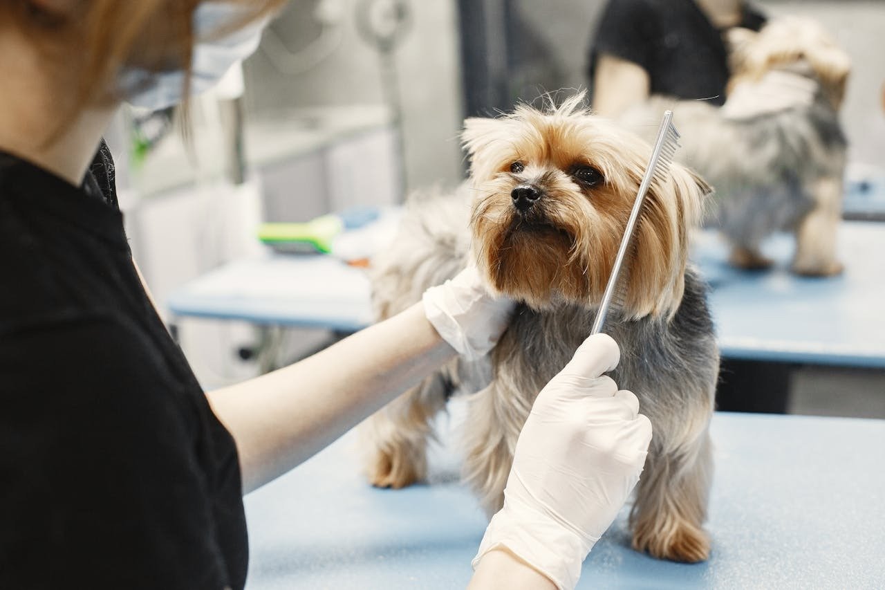 How Professional Grooming Saves Time and Improves Pet Care